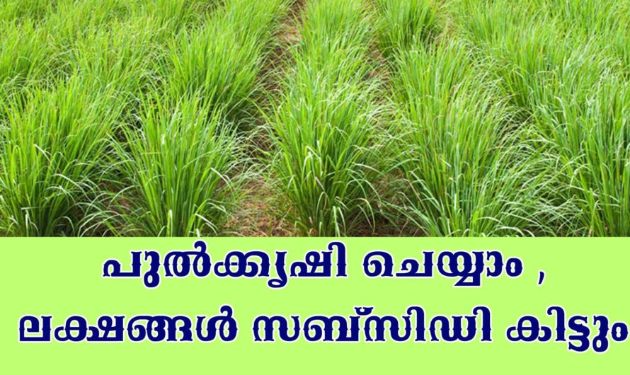 പുൽ കൃഷി, അറിയേണ്ടതെല്ലാം