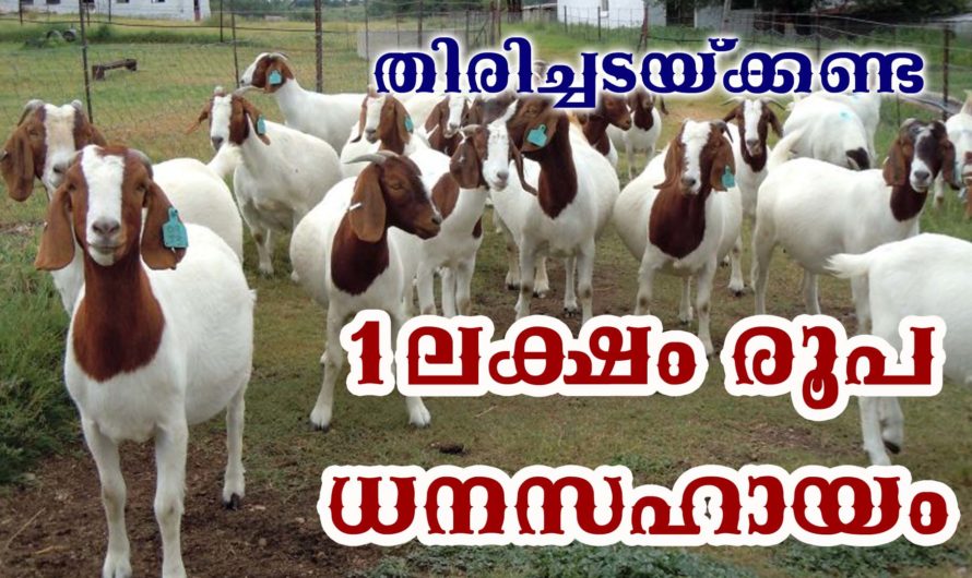 ആട് വളർത്തലിന് 1ലക്ഷം രൂപ ധനസഹായം