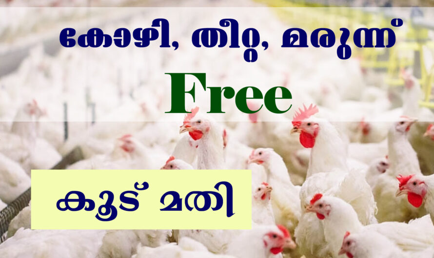 കോഴി കൃഷി തുടങ്ങാൻ നല്ലത് ഈ രീതിയാണ്