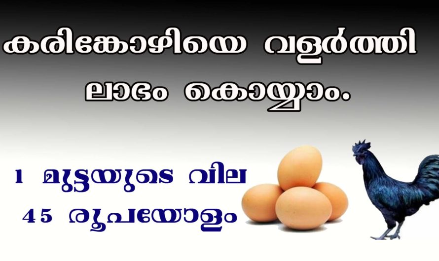 കരിങ്കോഴി വളർത്താൻ അറിയേണ്ടത്.