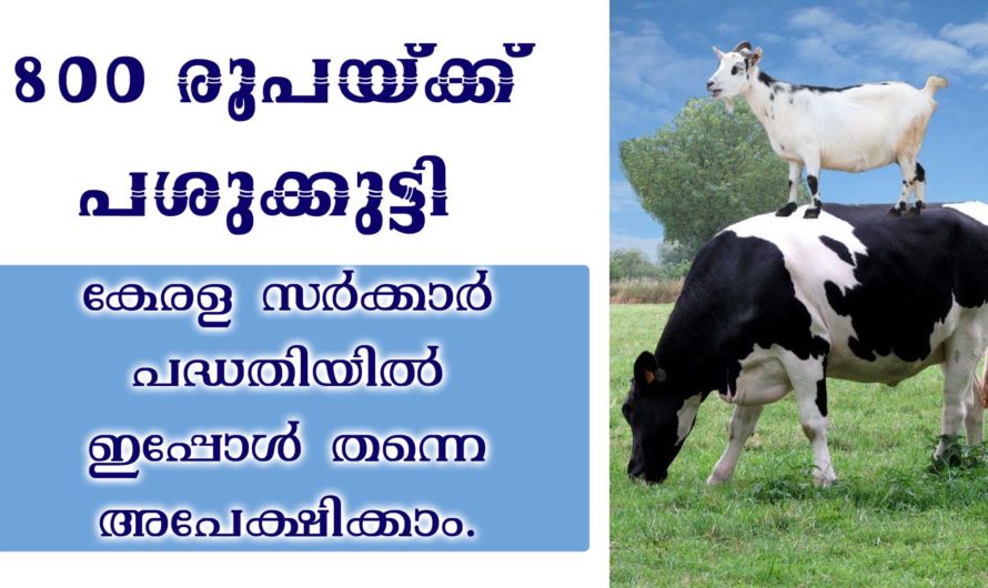 പശുക്കുട്ടികളെ കേരള സർക്കാർ തരും