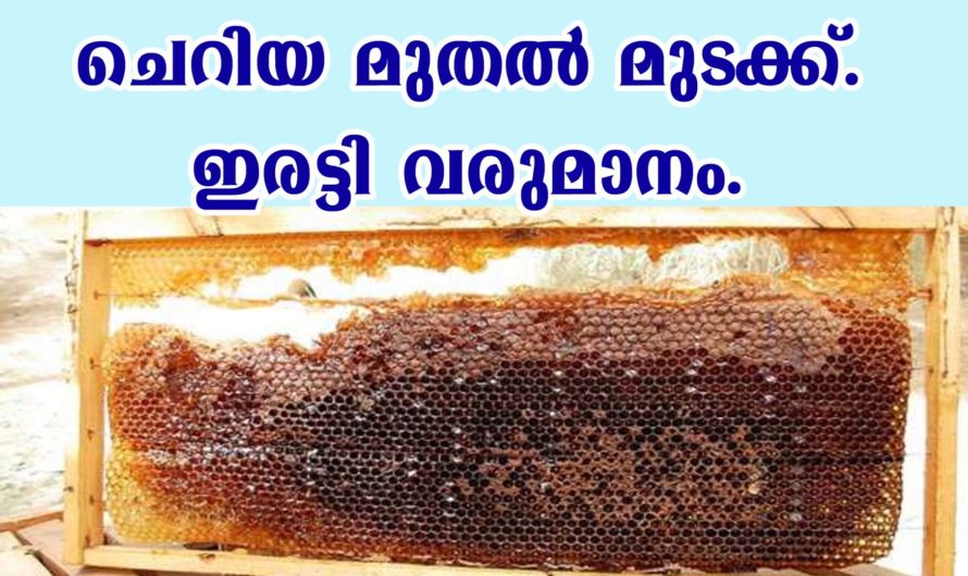 വീടുകളിൽ ചെറു തേനീച്ച എങ്ങനെ വളർത്താം.