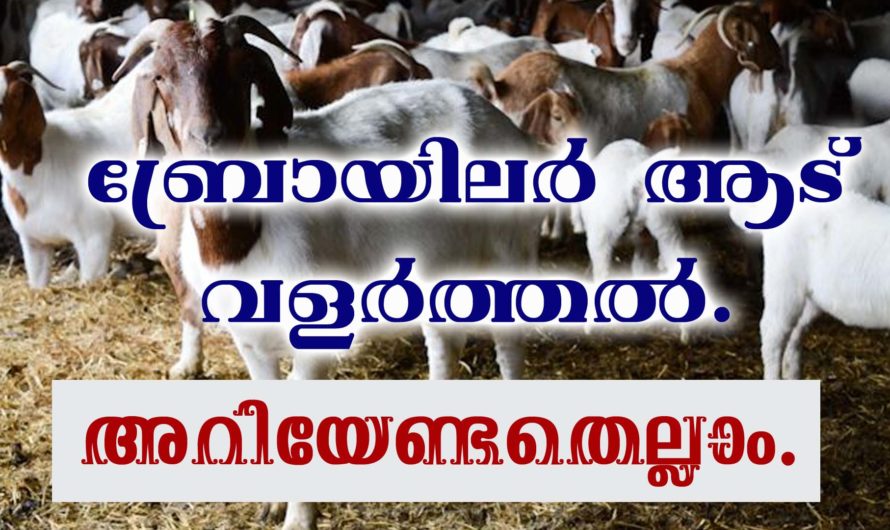 ബ്രോയിലർ ആട് ബിസിനസ് എങ്ങനെ തുടങ്ങാം