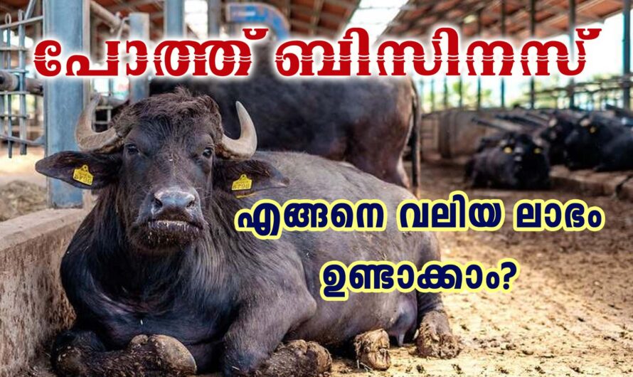 പോത്ത് വളർത്തൽ ലാഭകരമാക്കാൻ ശ്രദ്ധിക്കേണ്ടത്.