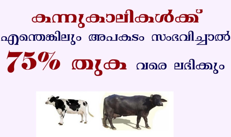 കന്നുകാലികൾക്ക്  ഇൻഷുറൻസ് ചെയ്യാം