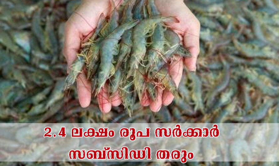 സര്‍ക്കാര്‍ സഹായത്തോടെ മത്സൃ കൃഷി വീട്ടില്‍