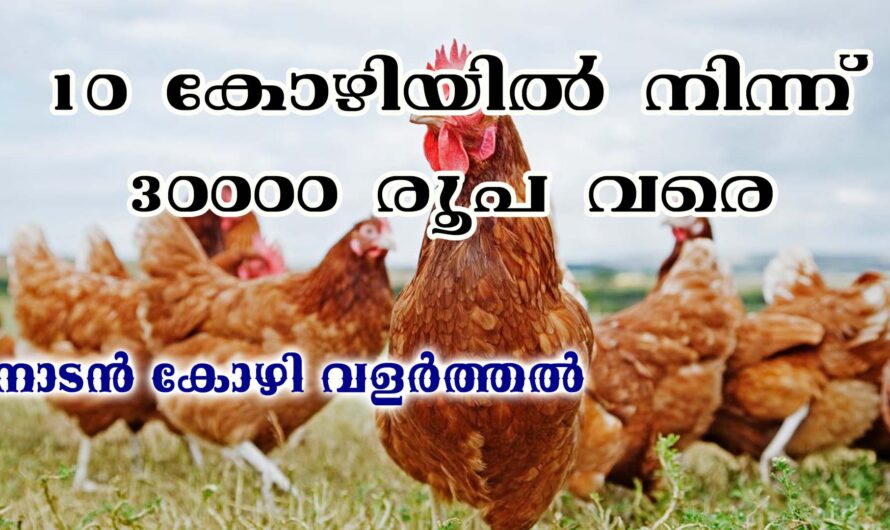 നാടൻ കോഴി വളർത്തി മികച്ച ലാഭം കൊയ്യാം.