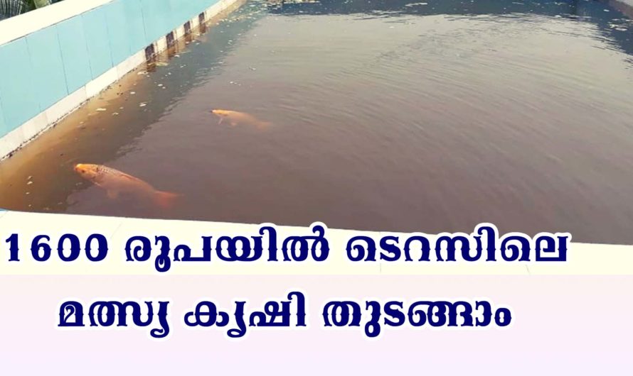 ടെറസിലെ മത്സ്യ വളർത്തൽ , അറിയേണ്ടതെല്ലാം