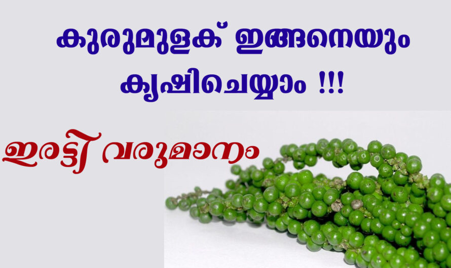 കുരുമുളക് കൃഷിയിൽ ഇരട്ടി വരുമാനം