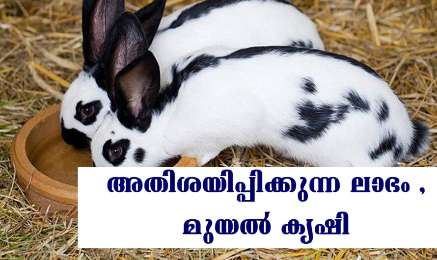 മുയൽ കൃഷിയിൽ നിന്നും വലിയ ലാഭം കൊയ്യാം