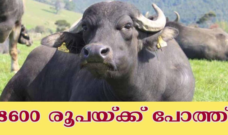 പഞ്ചായത്തിൽ നിന്നും പോത്തിൻകുട്ടികൾ