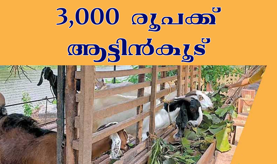 3000 രൂപക്ക് ചെറിയ ആട്ടിൻകൂട്