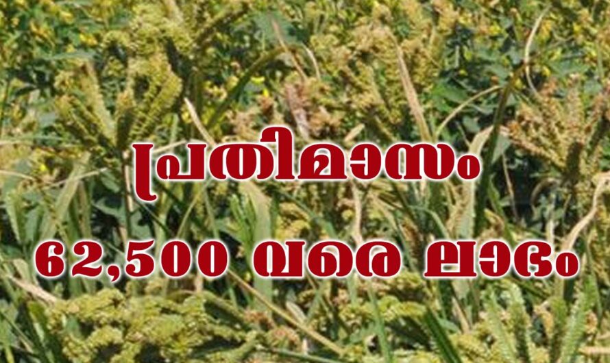 വലിയ നിക്ഷേപമില്ലാതെ തുടങ്ങാം