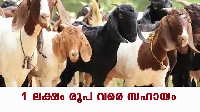 ആട് വളർത്താൻ 1 ലക്ഷം രൂപ വരെ ലോൺ.