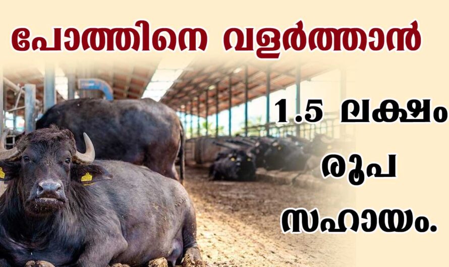 പോത്ത് വളർത്താൻ 150000രൂപ ധനസഹായം