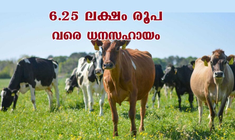 പശു വളർത്താൻ ധനസഹായം