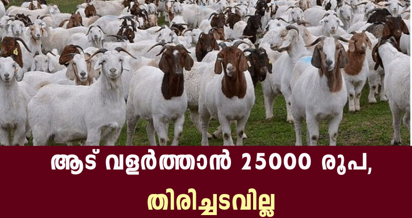 ആട് വളർത്തലിന് 25,000 രൂപ സർക്കാർ ധനസഹായം, തിരിച്ചടവില്ല