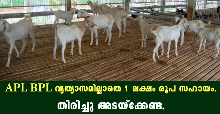 ആട് വളർത്തലിന് 1 ലക്ഷം രൂപവരെ ധനസഹായം.തിരിച്ചടവ് വേണ്ട